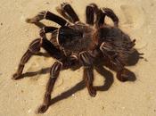 Inde: araignée géante inconnue