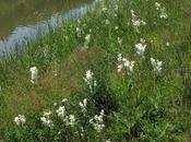 Filipendule (Filipendula vulgaris)