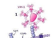 CANCER SEIN: anti-VIH bloque propagation cellules cancéreuses Cancer Research
