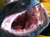 Colombie-Britannique poisson «monstre» envahit Canada