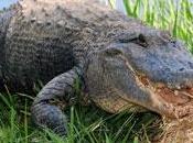 Australie safaris pour tuer crocodiles?