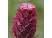 fleur mystère réponse