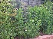 espaces verts sont-ils toujours entretenus Romainville