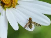 mouche inféodée centaurées sauvages...