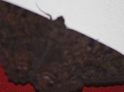 papillon nuit Guadeloupe