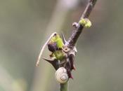 Zanthoxylum simulans