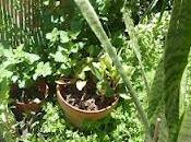 L'Anthurium rescapé