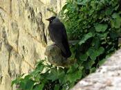 Choucas tours (Coloeus monedula)