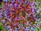 NEURO: chercheurs recréent neurones partir cellules peau Cell Stem