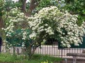 Viburnum betulifolium