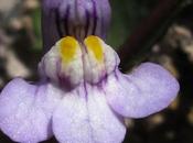 vieux murs Cymbalaire Fumeterre