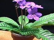 Streptocarpus