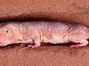 LONGÉVITÉ: rat-taupe détenait secret Aging Cell