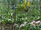 ferme d'orchidée Thaïlande