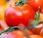 NUTRITION: Faut-il préférer Bio? L’exemple tomate
