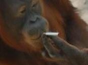 Isolement forcé pour Tori l’orang-outan, fumeuse invétérée