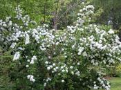 Viburnum opulus, viorne obier