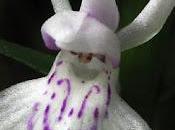 Orchidées vosgiennes Dactylorhiza maculata