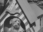 Nina Leen Maisons design pour chiens 1956
