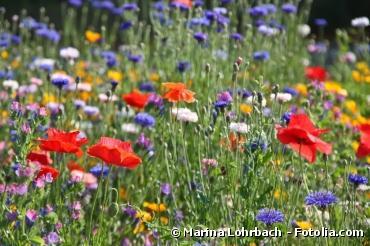 Comment transformer une partie de votre pelouse en prairie ?