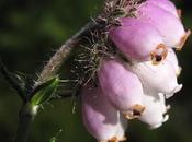 Erica tetralix, Bruyère marais