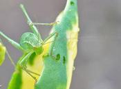 mimétisme parfait avec végétation...