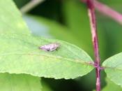 Minuscule cicadelle