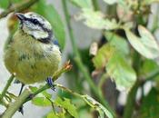 Cette mésange bleue cherche insectes dans rosier