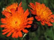 Hieracium aurantiacum, l’Épervière orangée