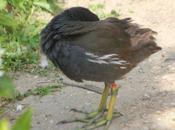 Poules d'eau Paris, avenir assuré
