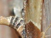 Attention stocks farine, semoule, céréales grain, biscuits fruits secs