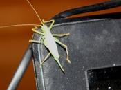 sauterelle l'ordinateur