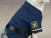 Chien policier suspendu service