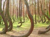 Instant paradisiaque Pologne forêt tordue
