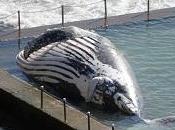baleine morte dans piscine