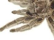araignées cannibales procréent davantage