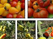 tomates motte, août 2012