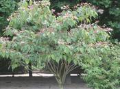 Clerodendrum trichotomum, suite