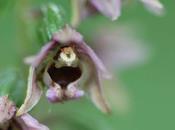 Epipactis helleborine