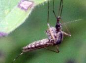 Saloperie moustique, c'est Aedes albopictus