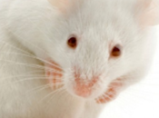 L'animal est-il personne