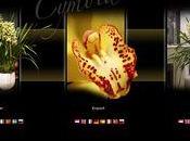 Site l'orchidée Cymbidium king Orchids