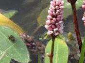 bord l’eau Trois Renouées (Polygonum)