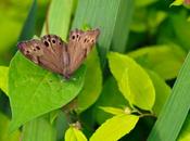 Trois photos même sujet...