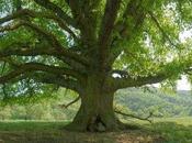 Blog zéro Carbone, arbre