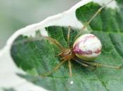 prédateur capable s'attaquer plusieurs fois taille