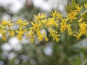 Koelreuteria paniculata