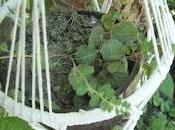 faut penser rentrée plantes