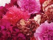 L'œillet Dianthus revient chez fleuristes