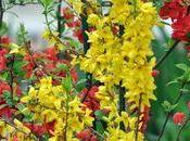 Comment tailler transparence forsythia
